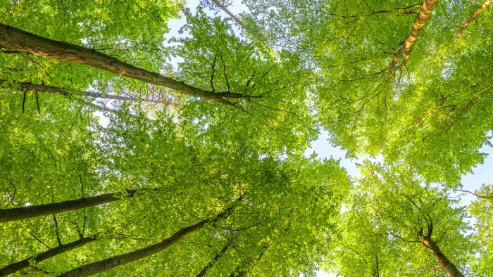 sustainability-blog-thumbnail