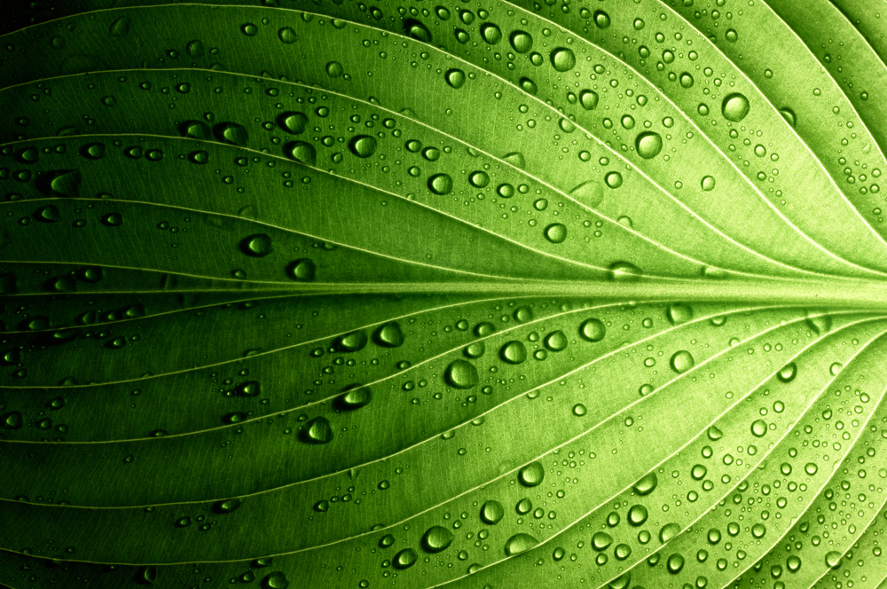 Sustainability Background